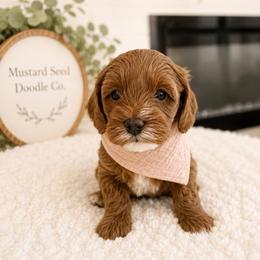 Ruth aka Suki - Red female Cavapoo puppy in Ephrata, Washington from Mustard Seed Doodle Co.