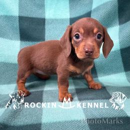 Chocolate - Chocolate and tan female Dachshund puppy in George West, Texas from Rockin M Kennel