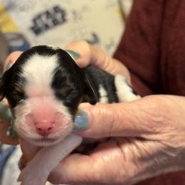Cavalier King Charles Spaniel Puppies from Outerlochen Kennel
