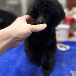 Poodle Puppies from Heritage Toy Poodles