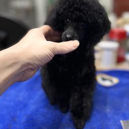 Poodle Puppies from Heritage Toy Poodles