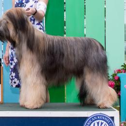 Nyx - Briard