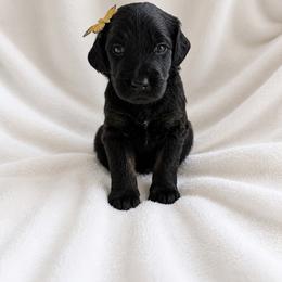 Eclipse - Phantom female Goldendoodle puppy in Glendale, Arizona from CocoLove Doodles