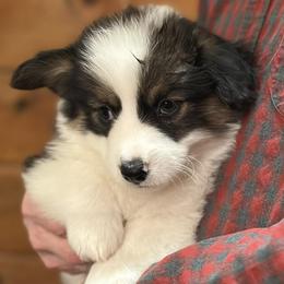 Fife - White and black male Pembroke Welsh Corgi puppy in Lima, New York from Hickory Springs Corgis