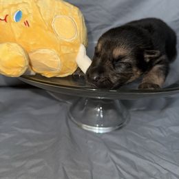Colby - Black and tan male German Shepherd puppy in Magnolia, Texas from K & Q Shepherds