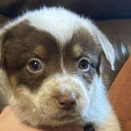 Australian Cattle Dogs from C2 Chocolate Heelers