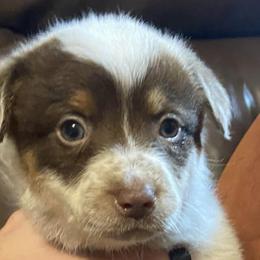 Australian Cattle Dogs from C2 Chocolate Heelers