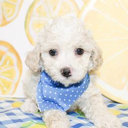 Nico - Cream male Poodle puppy in Hugo, Oklahoma from Ann R.