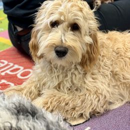 Australian Labradoodle Puppies from Maple Lane Australian Labradoodles