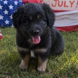 Luna - Black female Australian Shepherd puppy in Harrah, Oklahoma from Kamm's Aussies