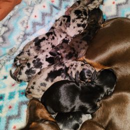 Dachshund Puppies from House of Slinkys