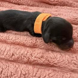 Orange boy 4000 LH color to be determined Black or brindle - Black male Dachshund puppy in Fenton, Michigan from Always Darling Dachshunds