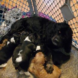 Tina - Cocker Spaniel