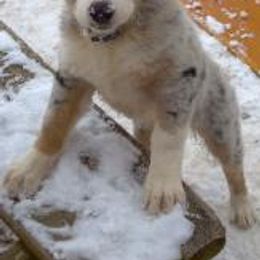Australian Shepherds from Just Plain Aussies