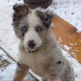 Australian Shepherds from Just Plain Aussies