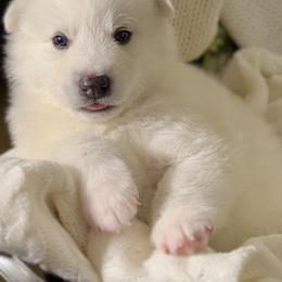 Coconut - White male Siberian Husky puppy in Peoria, Arizona from Snowy Siberians