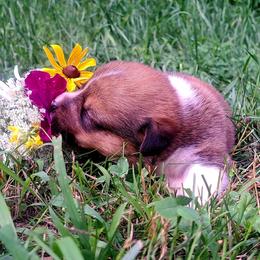 Sybil Ludington - Sable female American Corgi puppy in Gouverneur, New York from St. Lawrence Corgis