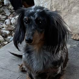 Bailey - Dachshund