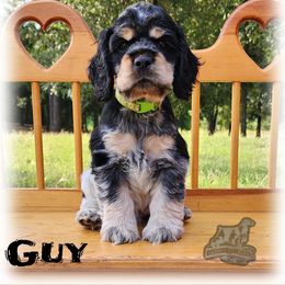 Cocker Spaniel Puppies from Gambill's Cocker Spaniel Cuties