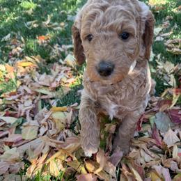 Alice - Apricot female Goldendoodle puppy in Fort Collins, Colorado from Fenna’s Goldendoodles