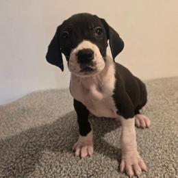 Mantle male F - Mantle male Great Dane puppy in Golconda, Illinois from Breken Great Danes
