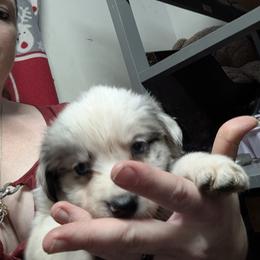 Australian Shepherd and Great Dane Puppies from AEW Farm