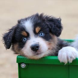 Australian Shepherds from Prairie Creek Aussies