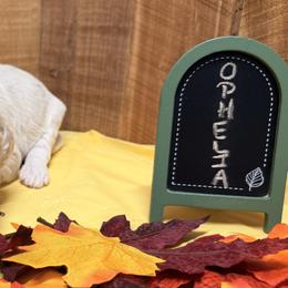 Ophelia-Orange collar, female - Cream and white female Aussiedoodle puppy in Lavonia, Georgia from H & A Kennels