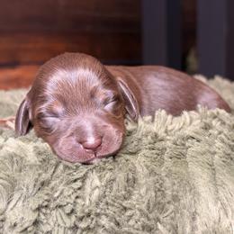 Clover - Chocolate and tan male Dachshund puppy in Washburn, Tennessee from Clinch Mountain Dachshunds