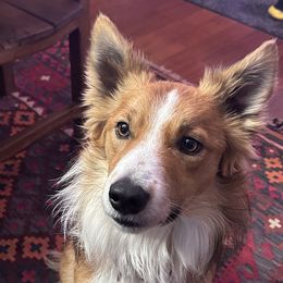 Eddie B - Border Collie