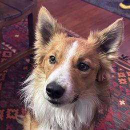 Eddie B - Border Collie