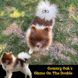 AKC Gizmo - Pomeranian