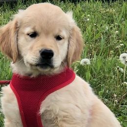 Golden Retrievers from Wilkinson’s Wonders
