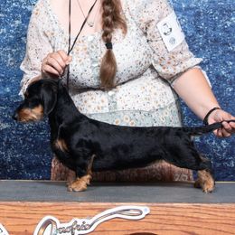 Jolene - Dachshund