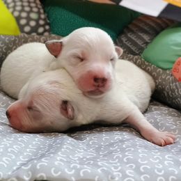 Australian Cattle Dog puppies from Kurczak Farm LLC