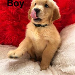 Golden Retriever Puppies from American True Golden retriever