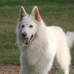 Bogey - Berger Blanc Suisse