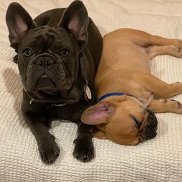 French Bulldog Puppies from Bleu Rock French Bulldogs