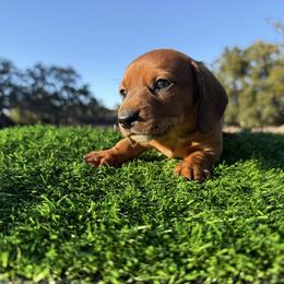 Red Boy - Red male Dachshund puppy in Apopka, Florida from The HotDog Stand