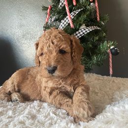 Goldendoodle Puppies from Ice Family Goldendoodles