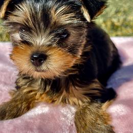 Boy 1 - male Yorkshire Terrier puppy in Tarpon Springs, Florida from Royal Breeze Puppies