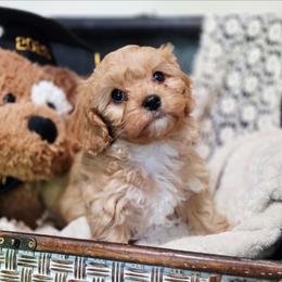 Boy 2 - Red male Cavapoo puppy in Lincolnton, North Carolina from Cuddable Pups