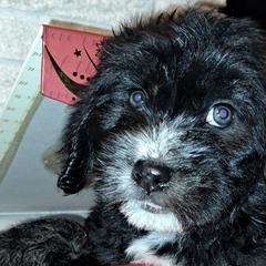 Barbado da Terceiras from Terceira Tail Blazers