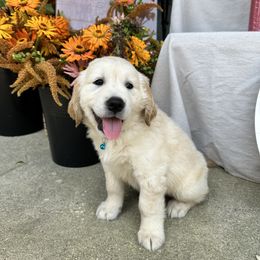Golden Retriever Puppies from Ruff Life Goldens