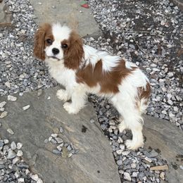 Australian Shepherd and Cavalier King Charles Spaniel Puppies from FairWilde