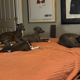 Italian Greyhound Puppies from Fisher Link
