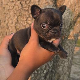 Mint Collar - Black female French Bulldog puppy in Tyler, Texas from Texas Top Notch Frechies