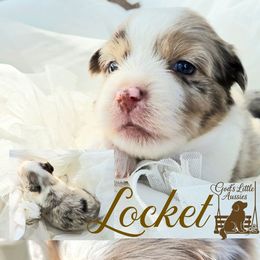 Locket - Red merle female Australian Shepherd puppy in Ennis, Texas from God’s Little Aussies