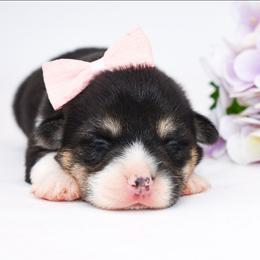 Kitana ( red headed tri female) - Black and tan female Pembroke Welsh Corgi puppy in San Antonio, Texas from Moxxi's Legacy Corgis