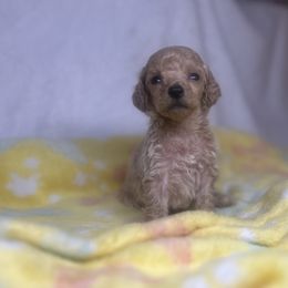 Tila - Cream female Poodle puppy in Wolf Creek, Oregon from Dejah Bleu Kennels